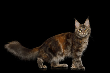 Tabby Red and Brown Maine Coon Cat Standing on Isolated Black Background, side view