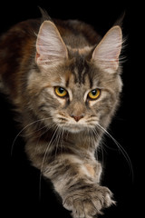 Close-up Polydactyl Tabby Maine Coon Cat Raising paws on Isolated Black Background