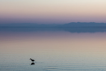 Fototapeta premium Sunset with Western Sandpiper. Salton Sea. California.