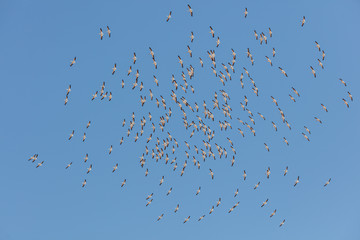 A squadron of pelicans