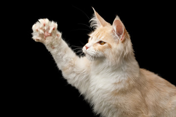 Portrait of Playful Red with white Maine Coon Cat Raising paw Isolated on Black Background, profile...