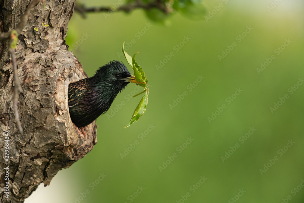 Wall mural common starling looking out of a tree hole