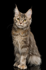 Polydactyl Tabby Maine Coon Cat Sitting with Cute face on Isolated Black Background