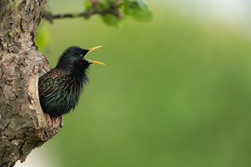 Common starling looking out of a tree hole - obrazy, fototapety, plakaty