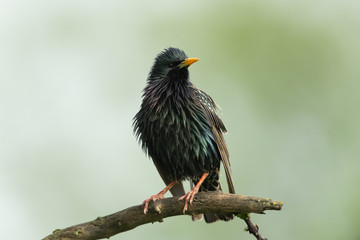 Common starling sitting on a branch