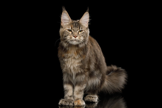 Polydactyl Tabby Maine Coon Cat Standing with happy face on Isolated Black Background