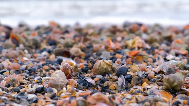 Many beautiful shells of rapan on the sand on the black sea coast. Close-up view with sea waves