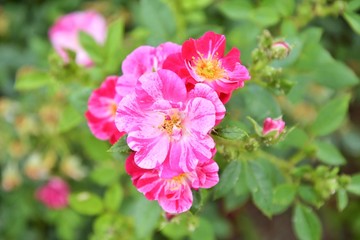 Fototapeta premium Beautiful wild rose bush with bright pink flowers on a twigs with selective focus and blurred green foliage on background. Dog roses bush for homeopathic treatment. Blooming herbal roses. rose blossom