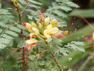 Césalpinie De Gillies Ou Oiseau Du Paradis Jaune