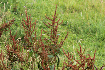 Rumex acetosella, commonly known as red sorrel, sheep's sorrel, field sorrel and sour weed plant