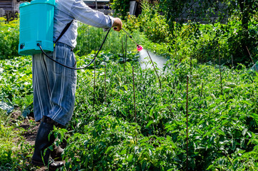 Protection from infection destroys a harvest of tomatoes.