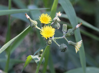 Sonchus asper, also commonly known as the prickly sow-thistle, rough milk thistle, spiny sowthistle, sharp-fringed sow, or spiny-leaved sow thistle