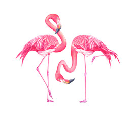 Set of watercolor exotic flamingos isolated on white background