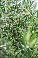 Beautiful green olive tree close up.