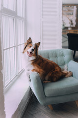 Border collie dog lying on the couch