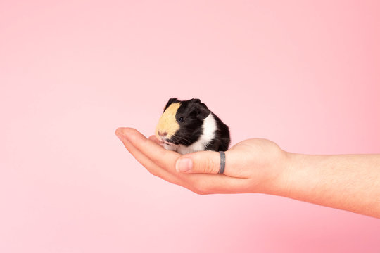 A Cute Small Baby Guinea Pig Sitting Held In A Human Hand On A Pink Coloured Background