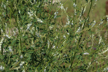 Melilotus albus, also known as honey clover, Bokhara clover (Australia), sweet clover, or white melilot, blooming in summer season