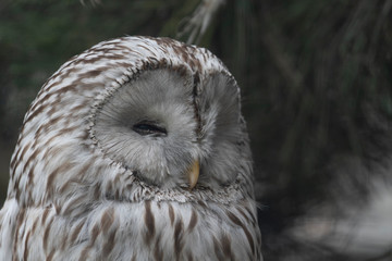 Ural owl, Strix uralensis, close up portrait while snoozing on a pine branch with one eye open, one closed behaviour.
