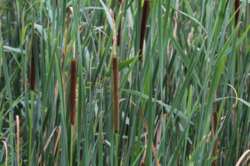 Typha angustifolia, also known as lesser bulrush, narrowleaf cattail or lesser reedmace