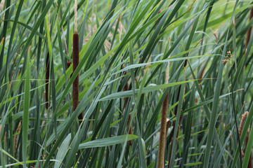 Typha angustifolia, also known as lesser bulrush, narrowleaf cattail or lesser reedmace