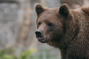 Fototapeta premium European/eurasian brown bear, Ursus arctos arctos, close up portrait displaying expression and behaviour.
