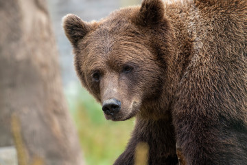 Plakat European/eurasian brown bear, Ursus arctos arctos, close up portrait displaying expression and behaviour.