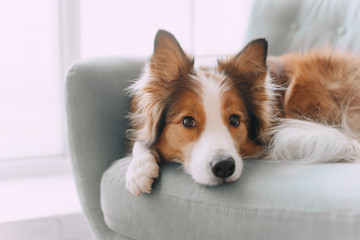 Border collie dog lying on the couch - obrazy, fototapety, plakaty