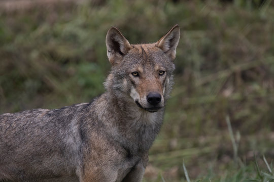 grey wolf/wolves, Canis lupus lupus, close up portrait/facial behaviour detail.