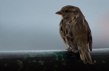 Little Bird looking at the horizon