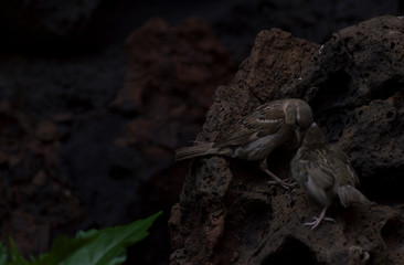Two loving birds