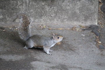 squirrel on the ground