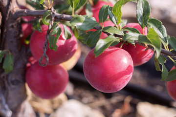 plums on a branch close up against the background of the soil and the sun's rays in the garden