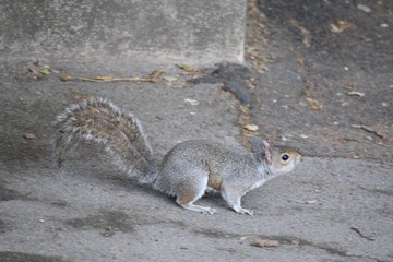 squirrel on the ground