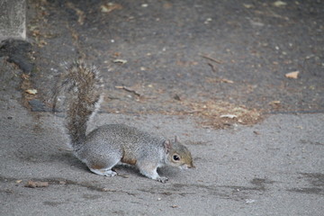 squirrel on the ground