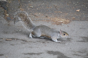 squirrel on the ground