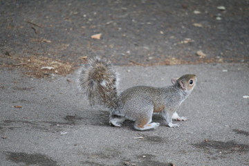 squirrel on the ground