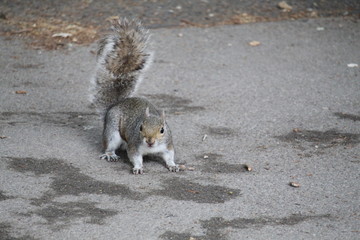 squirrel on the ground