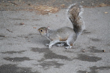 squirrel on the ground