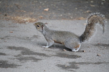 squirrel on the ground