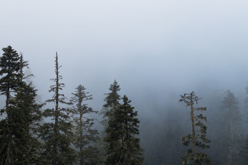 hiking through the forest of the pacific northwest on a foggy, day