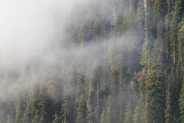 hiking through the forest of the pacific northwest on a foggy, day