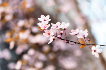 Almond blossom in full bloom in spring