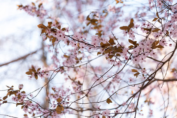 Almond blossom in full bloom in spring