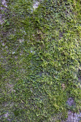 Close-up of a tree trunk with a lot of green moss