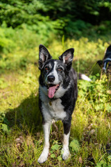 Portrait of a sheep dog cross in a forest