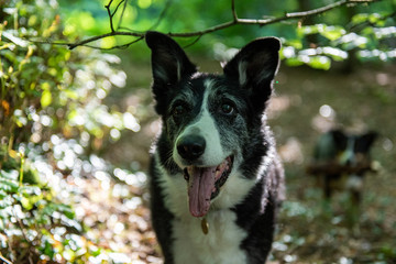 Portrait of a sheep dog cross in a forest