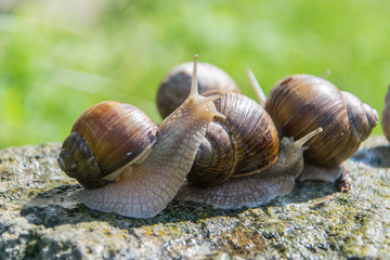 A brown grape snails sits on the gray stone in summer