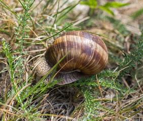 A brown grape snail sits on the green grass in summer.
