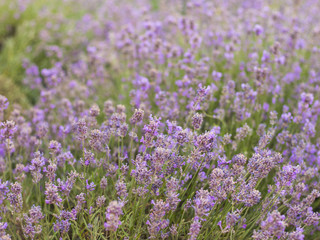 Obraz premium Lavender bushes closeup, French lavender in the garden, soft light effect. Field flowers background.