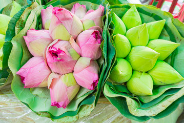 A bouquet of Pink Lotus buds for offering